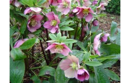 Helleborus Orientalis Lenteroos kleur wit - roze bloeiend, Tuin en Terras, Planten | Tuinplanten, Vaste plant, Overige soorten