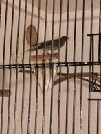 2 jonge roodmussen, Dieren en Toebehoren, Meerdere dieren, Tropenvogel, Tam