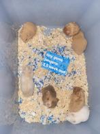 Lieve jonge Syrische hamsters, Dieren en Toebehoren, Knaagdieren, Hamster, Meerdere dieren, Tam, Oktober