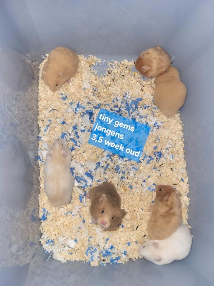 Lieve jonge Syrische hamsters, Dieren en Toebehoren, Knaagdieren, Meerdere dieren, Hamster, Oktober, Tam