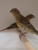 4x Bastaard Roodmus x kanarie, Geslacht onbekend, Tropenvogel, Geringd