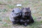 Pomeriaan donkerbruin beartje, Rabiës (hondsdolheid), 8 tot 15 weken, Eén hond, Nederland