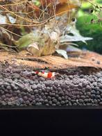 (neo)caridina garnalen, Kreeft, Krab of Garnaal