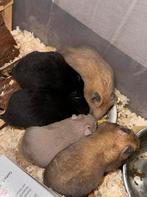 Baby goudhamsters 🐹, Dieren en Toebehoren, Hamster, Juli, Meerdere dieren, Tam