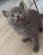 Britse korthaar, Dieren en Toebehoren, Katten en Kittens | Raskatten | Korthaar, Kater, Ontwormd