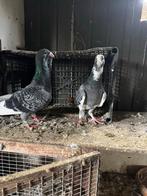 Te koop, Mannelijk, Postduif