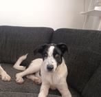 Anna een geweldig lieve pup in Nederland, Dieren en Toebehoren, Honden | Niet-rashonden, Particulier, Rabiës (hondsdolheid), 15 weken tot 1 jaar