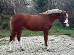 Beeldschone 4 jarige C/D pony merrie, Dieren en Toebehoren, Merrie, Zadelmak, 3 tot 6 jaar, Gechipt