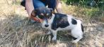 Mini uit Griekenland, Dieren en Toebehoren, Honden | Niet-rashonden, Particulier, Rabiës (hondsdolheid), 1 tot 2 jaar, Buitenland