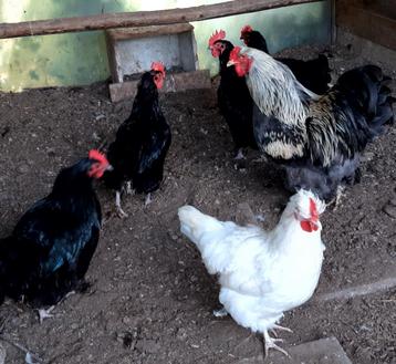 Kippen-Yokohama-Brahma's-Barnevelder kriel-div.Hoenders-ect. beschikbaar voor biedingen