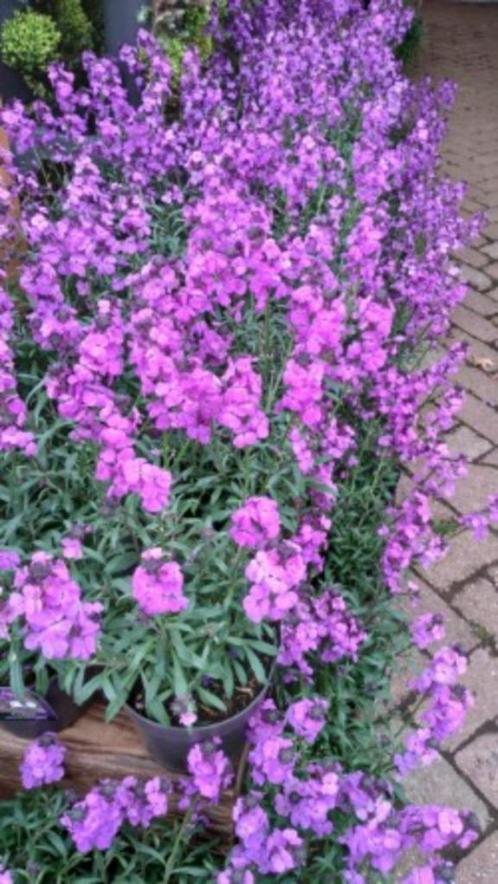 Erysimum linifolium steenraket, vaste plant, bodemdedekker, Tuin en Terras, Planten | Tuinplanten, Vaste plant, Overige soorten