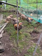 Te k Wyandotte krielen. Broed 2025, Dieren en Toebehoren, Pluimvee, Meerdere dieren, Kip