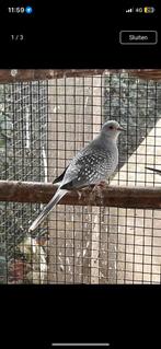 Diamant duiven, Dieren en Toebehoren, Vogels | Parkieten en Papegaaien, Meerdere dieren, Parkiet