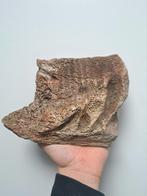 Wolharige mammoet kaak fossiel, Verzamelen, Mineralen en Fossielen, Ophalen of Verzenden, Fossiel