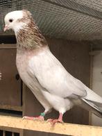Perzisch Iraanse hoogvliegers, Dieren en Toebehoren, Vogels | Duiven, Meerdere dieren, Overige soorten