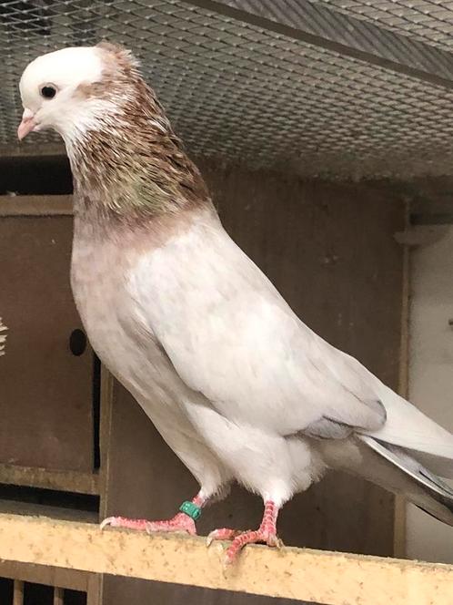 Perzisch Iraanse hoogvliegers, Dieren en Toebehoren, Vogels | Duiven, Overige soorten, Meerdere dieren