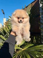 Super mini pomeriaan, Rabiës (hondsdolheid), Overige rassen, 8 tot 15 weken, Buitenland