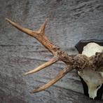 Grote 8 ender reebok schedel gewei, Verzamelen, Dierenverzamelingen, Ophalen of Verzenden, Zo goed als nieuw, Hert, Schedel