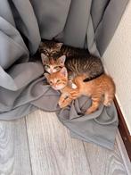 Hele mooie Brits korthaar kittens nu 8 weken driekleur en 1, Dieren en Toebehoren, Katten en Kittens | Raskatten | Korthaar, Meerdere dieren
