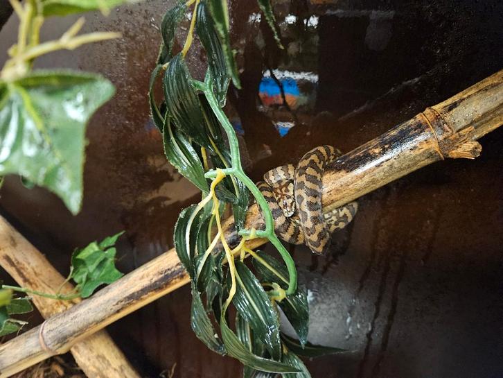 Morelia spilota harisson Irian Jaya Tapijt Python