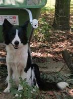 Border collie teef 1,5 jaar oud zwart wit met lief karakter, Dieren en Toebehoren, Honden | Herdershonden en Veedrijvers, CDV (hondenziekte)