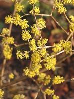 **ACTIE** Cornus mas, geel bloeiende kornoelje, inheems, Ophalen of Verzenden, Overige soorten, Struik, Minder dan 100 cm