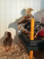 3 mooie jonge Wyandotte kuikens zie foto, Dieren en Toebehoren, Pluimvee, Geslacht onbekend, Kip