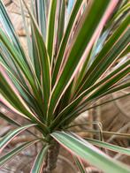 Dracaena – vertakte drakenboom 120cm, Ophalen, Halfschaduw, Minder dan 100 cm