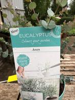 Winterharde Eucalyptus (Eucalyptus gunnii 'Azura'), Tuin en Terras, Planten | Tuinplanten, Ophalen of Verzenden