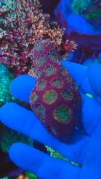 Zeeaquarium koraal stekken, Zoutwatervis