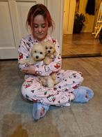 🌟 Superlieve Maltipoo Pup – 14 Weken – Beige – Klaar voor e, Dieren en Toebehoren, Rabiës (hondsdolheid), 8 tot 15 weken, Eén hond