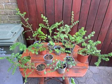 12 Europese Larix bonsai starters opgekweekt uit zaad Lariks beschikbaar voor biedingen