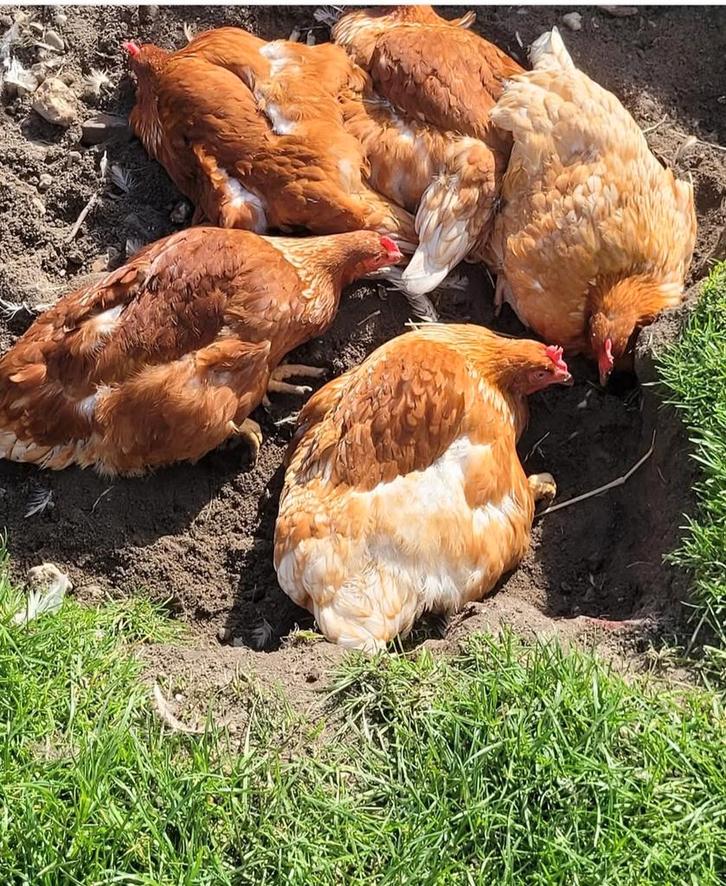 13 leg kippen gratis, Dieren en Toebehoren, Pluimvee, Kip, Vrouwelijk