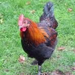 Marans haan, Dieren en Toebehoren, Pluimvee, Mannelijk, Kip