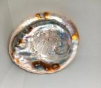 Mooie echte Abalone / Zeeoor schelp., Verzamelen, Mineralen en Fossielen, Ophalen of Verzenden, Schelp(en)