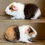 Us teddy zeugje choco buff wit, Dieren en Toebehoren, Knaagdieren, Cavia, Vrouwelijk, Mei, Tam