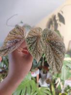 Begonia snowcap variegata, Huis en Inrichting, Kamerplanten, Ophalen of Verzenden, Overige soorten, Minder dan 100 cm