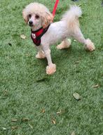 Toypoedel dekreu. Met ervaring., Rabiës (hondsdolheid), Reu, Eén hond, 3 tot 5 jaar