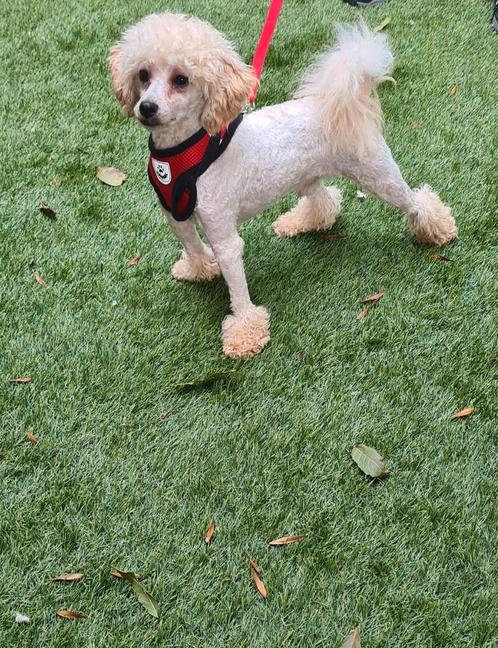 Toypoedel dekreu. Met ervaring., Dieren en Toebehoren, Honden | Dekreuen, Reu, Particulier, Eén hond, Nederland, 3 tot 5 jaar