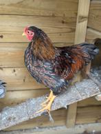 Wyandotte kriel goud zwart/blauw gezoomd, Dieren en Toebehoren, Pluimvee, Vrouwelijk, Kip