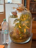 Plant terrarium met led lamp., Ophalen of Verzenden, Zo goed als nieuw