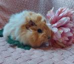 Jonge Cavia, Lief, Tam, Raszuiver, Cavia, Mannelijk, Januari, Tam