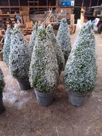 Buxus kegel met kunstsneeuw, Ophalen, Bloeit niet, Overige soorten, Volle zon