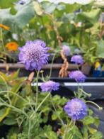 Scabiosa Blue in een P9 pot., Tuin en Terras, Overige soorten, Volle zon, Vaste plant, Ophalen of Verzenden