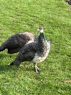 pauwen, Dieren en Toebehoren, Vrouwelijk, Overige soorten