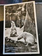 Ouwehands Dierenpark - IJsberen, Ophalen of Verzenden