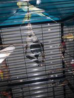 2 parkieten met kooi en speeltjes, Ophalen of Verzenden, Zo goed als nieuw, Hout, Vogelkooi
