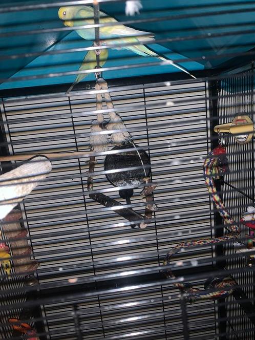 2 parkieten met kooi en speeltjes, Dieren en Toebehoren, Vogels | Hokken en Kooien, Zo goed als nieuw, Vogelkooi, Hout, Ophalen of Verzenden