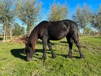 Fell pony, Dieren en Toebehoren, Pony's, Merrie, 0 tot 2 jaar