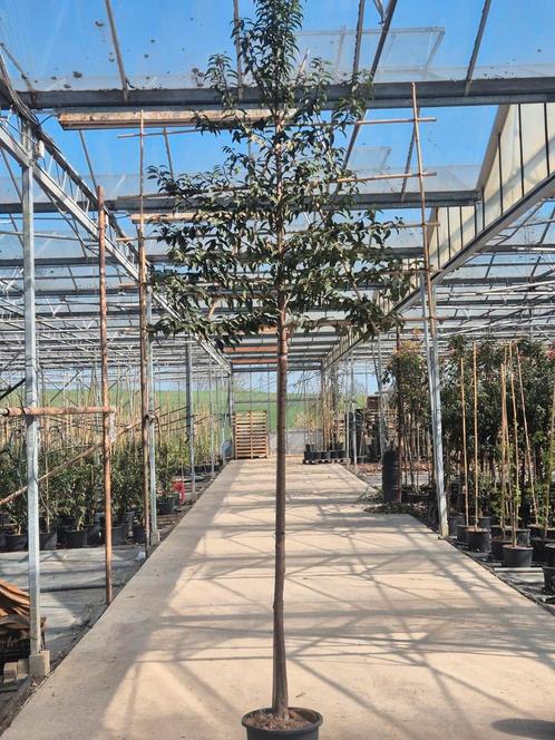 Portugese laurier leiboom, Tuin en Terras, Planten | Bomen, Halfschaduw, Ophalen of Verzenden